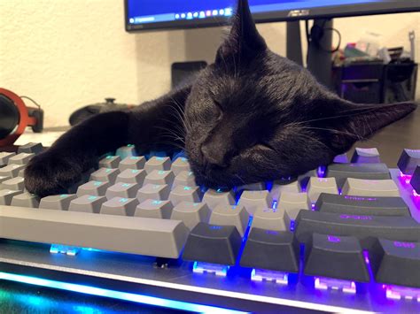 Image result for Keyboard Cat Meme