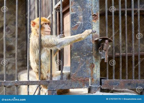 Monkey at the Zoo Wants Freedom Stock Photo - Image of shot, locked: 270759170