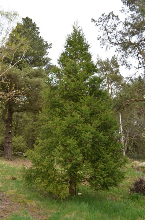 Cryptomeria japonica - Japanseder, Japanese cedar | Stavanger Botanic ...
