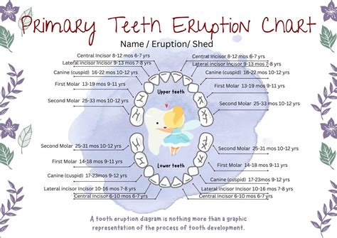 Tooth Eruption Chart & Timeline For Primary & Permanent Teeth