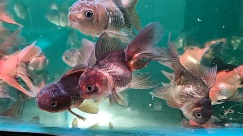 Oranda Goldfish Medium (Pair) – Best4Pets