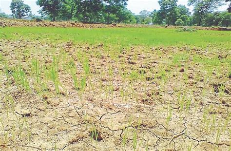 Bihar farmers stare at huge loss of Kharif crops due to erratic monsoon ...