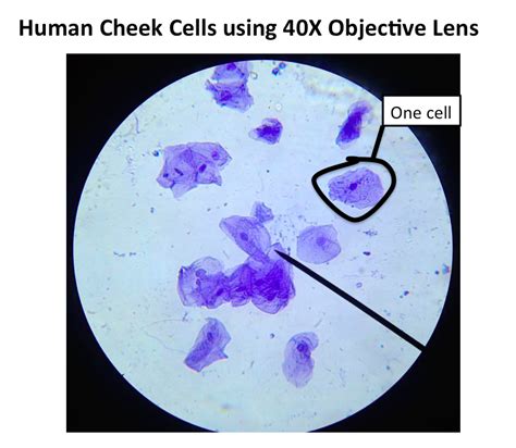 Cheeks Cells Under a Compound Microscope 的图像结果