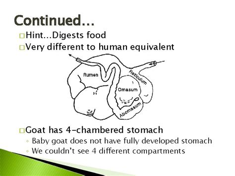 Image result for Goat Digestive System