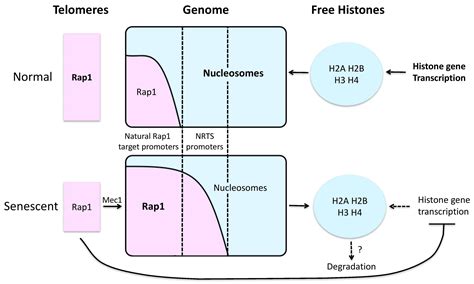 Epigenetic Mechanisms Impacting Aging: A Focus on Histone Levels and ...