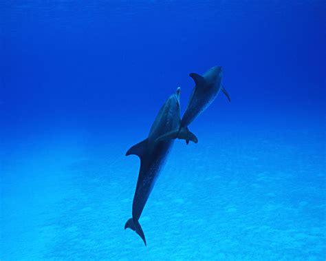 海豚摄影图__海洋生物_生物世界_摄影图库_昵图网nipic.com