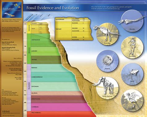The Fossil Record: How Do They Support Evolution?