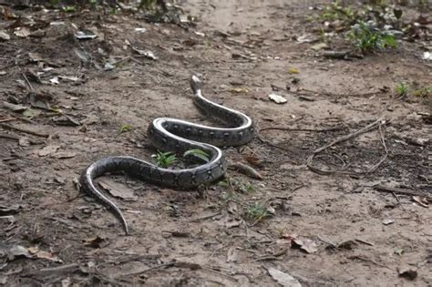 Reticulated Python Poop 的图像结果