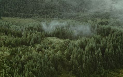 Download wallpaper 1920x1200 forest, coniferous, aerial view, hills ...