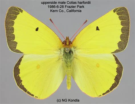 Family Pieridae (Whites and Sulphurs) | Butterflies and Moths of North America