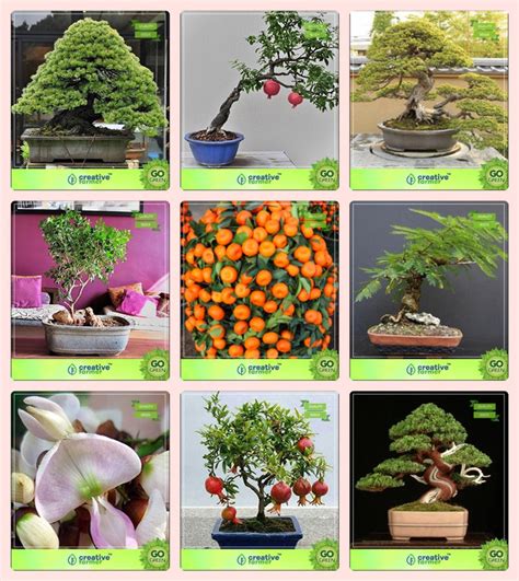 Creative Farmer Bonsai Seeds Nature Plants Combo Pinus Roxburghaii ...