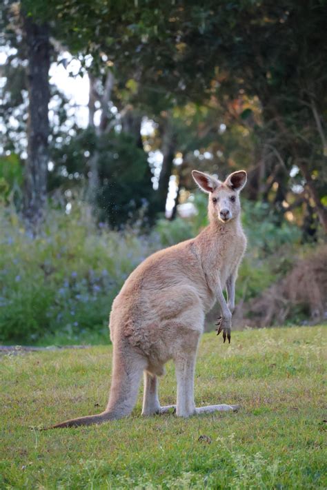 Stradbroke Island vs Moreton Island: Which Brisbane Island Day Tour is ...