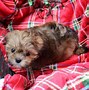 Image result for Lhasa Apso