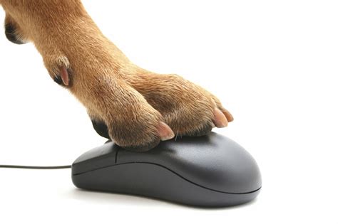 Pet Paw Preference: Is Your Pet Best Left or Right-Handed?