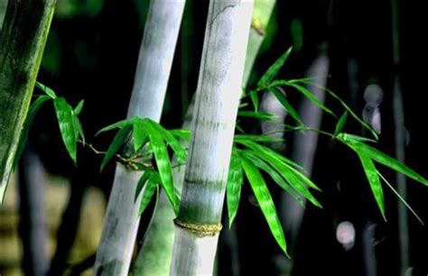 最粗的竹子有多粗？是什么品种？限制竹子变粗的主要因素是什么？ - 知乎