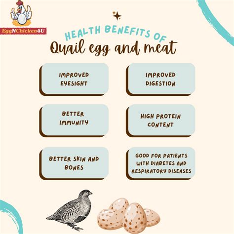 Quail Bird Eggs Benefits Can Dogs Eat Quail Eggs?