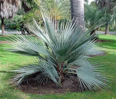 Hardy MAZARI PALM Zones 6-11 Nannorrhops Ritchiana - Etsy