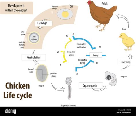 Vector illustration of Chicken life cycle Stock Vector Art ...
