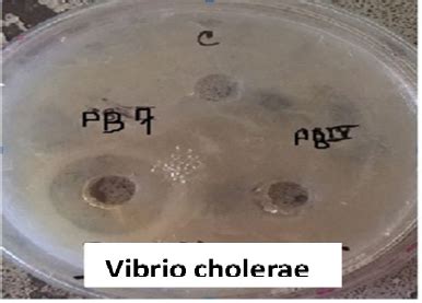 Genotypic and phenotypic characterization of human milk isolates and ...