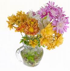 tutti i fiori fiori per tutti i ognissanti wineflowers tutti i fiori fiori per tutti i ognissanti wineflowers