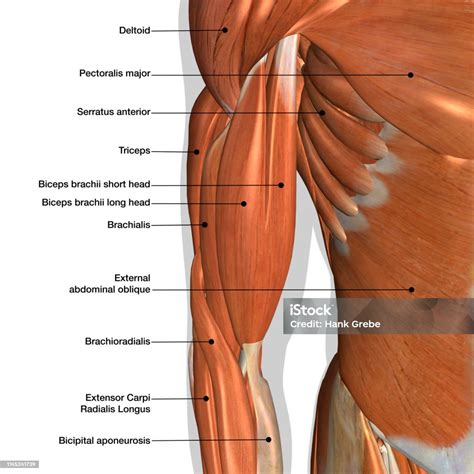 Human Arm Muscles Labeled