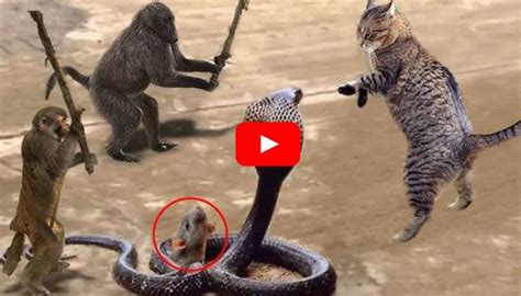 Huge King Cobra Video: ఇదెక్కడి మాస్ రా మామ.. కింగ్ కోబ్రా పామును ...