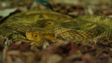 Golden Lancehead Viper