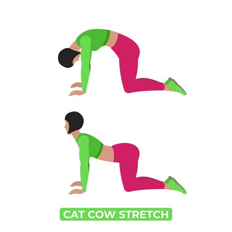 Vector Woman Doing Cat Cow Stretch. Chakravakasana. An Educational Illustration On A White ...