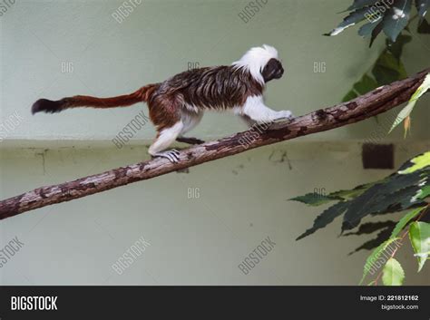 Small Black And White Monkeys