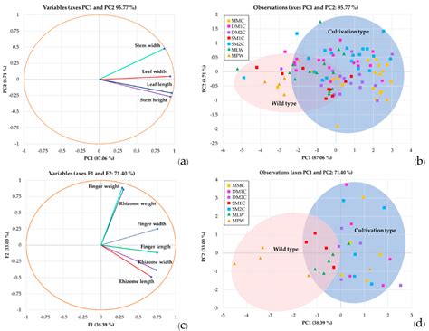 Relationship between Phenotypes and Chemical Profiling of Boesenbergia ...