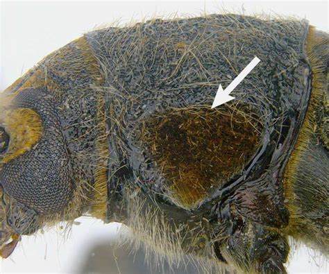 Insect Pests