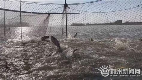 长江渔业资源告急 “四大家鱼”减损90%以上_赤水河