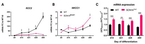 Human iPSC Modeling of Genetic Febrile Seizure Reveals Aberrant ...