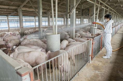 养猪业一季度业绩靓丽 全国各地新建猪场一片繁忙_腾讯新闻