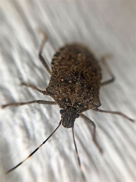 Do Stink Bugs Bite People