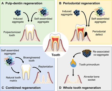 Mesenchymal condensation in tooth development and regeneration: a focus ...