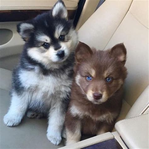 Pomsky Dog Breed Information, Images, Characteristics, Health
