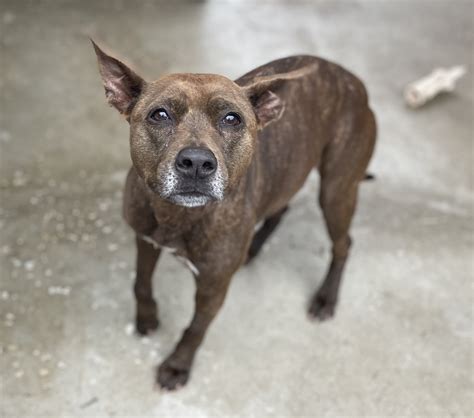 Ginny - Spanish Stray Dogs