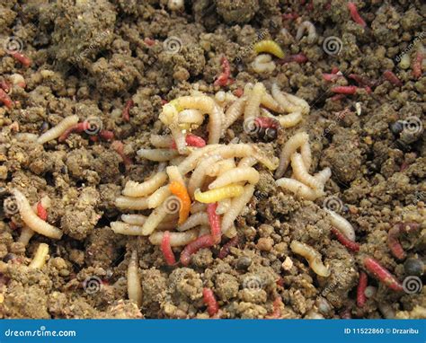 Maggots Stock Photo | CartoonDealer.com #105138528