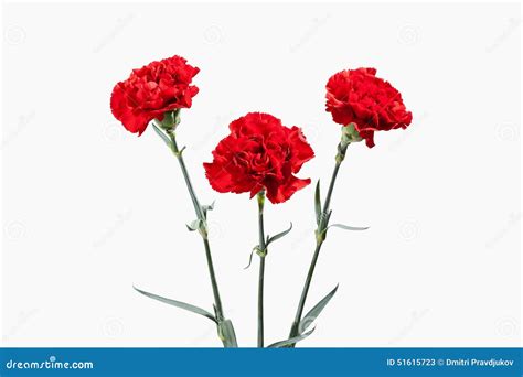 Flower. Red Carnations Bouquet Stock Image - Image of flower, blooming ...