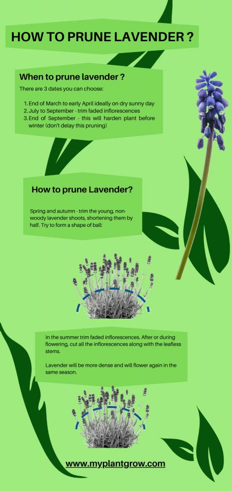 Lavender Pruning Tips 的图像结果