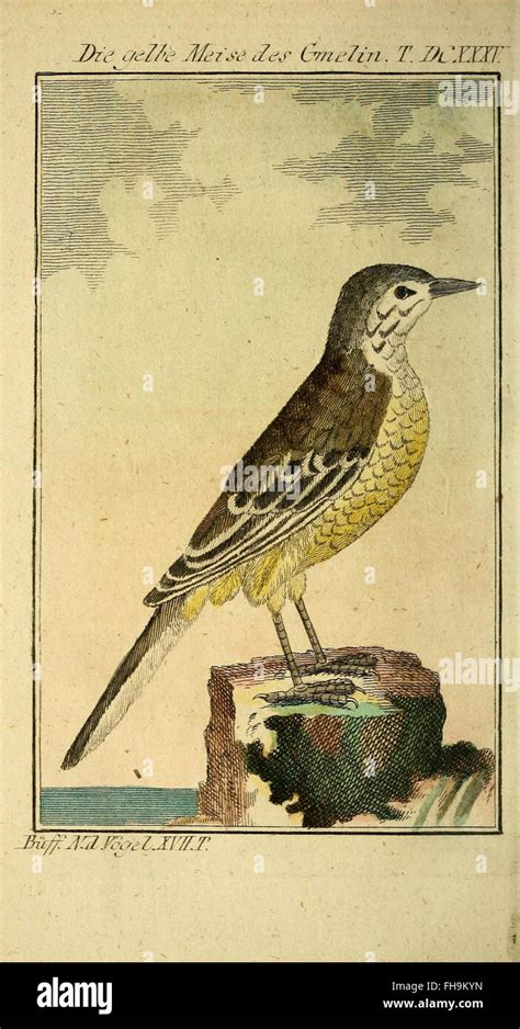 Image result for Classification Key for Birds