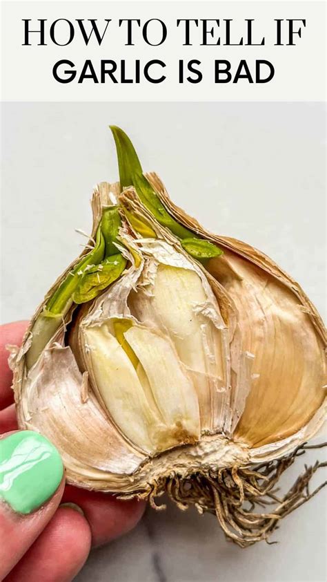 Can Garlic Go Bad