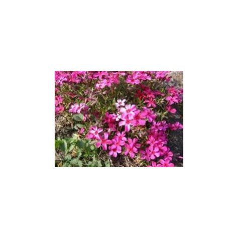 Buy Daylily Nursery Scarlett Flame Creeping Phlox Subulata in a 4 inch ...