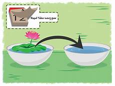 how to grow lotus from seed day 3 ways to grow lotus flower wikihow how to grow lotus from seed day 3 ways to grow lotus flower wikihow