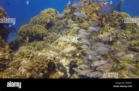 Image result for How to Catch Diving Fish