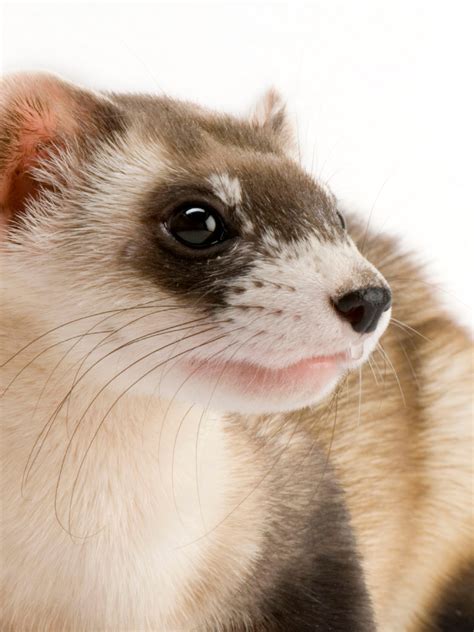 Ferret vs Python 的图像结果