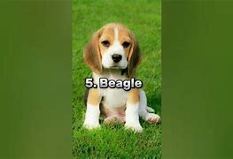 Image result for Cutest Dog Breeds in the World with Sunglass