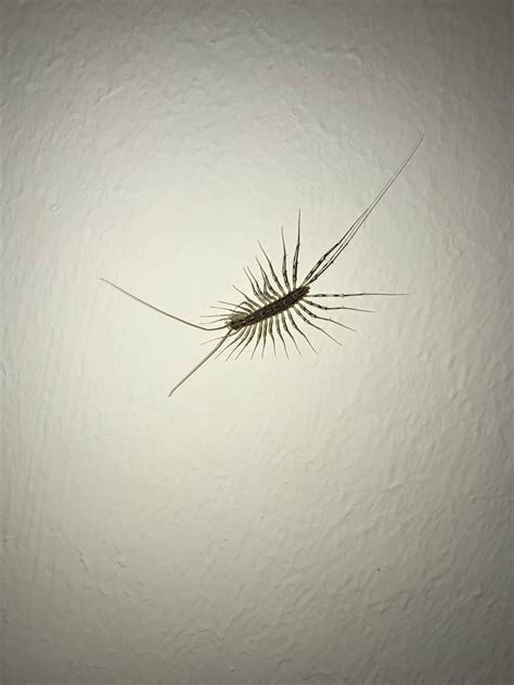 House Centipede Bite Marks