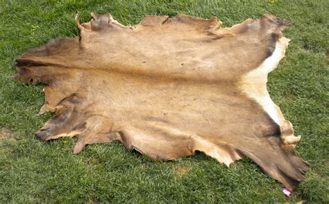 What Is Animal Hides at Sebastian Belbin blog